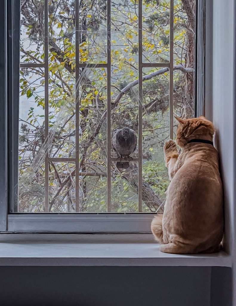Say hi… but it’s time to say goodbye. cat looking at a bird from behind a window.